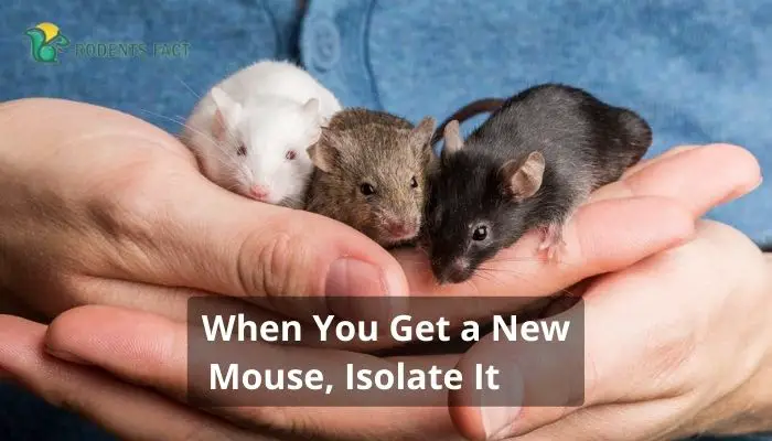 When You Get a New Mouse, Isolate It