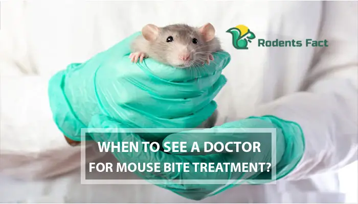 When to See a Doctor for Mouse Bite Treatment