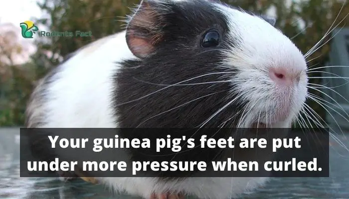 Your guinea pig's feet are put under more pressure when curled.