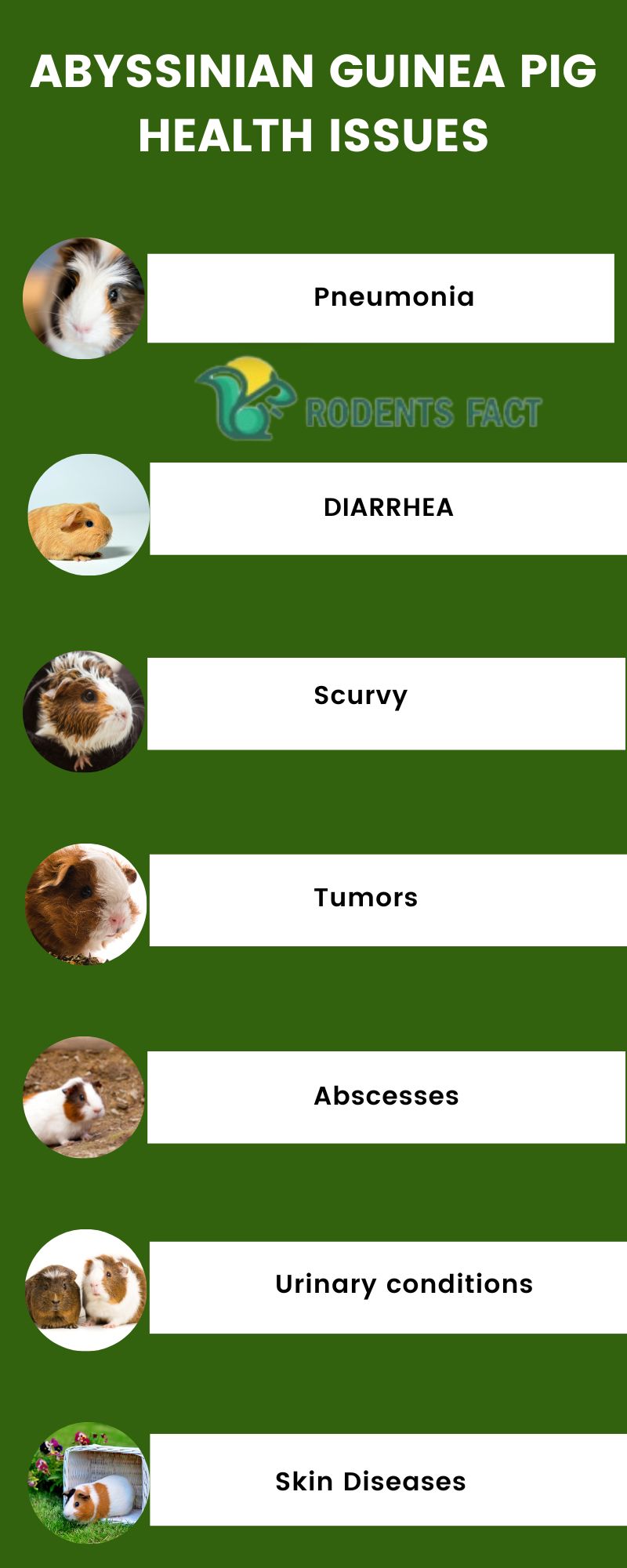 Meal Planning For Guinea Pigs With Health Issues photo