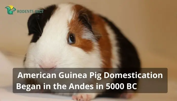 American Guinea Pig Domestication Began in the Andes in 5000 BC