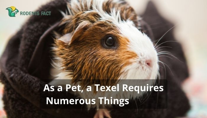 As a Pet, a Texel Requires Numerous Things