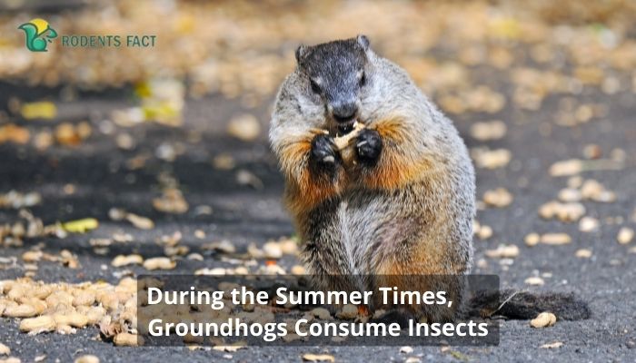 During the Summer Times, Groundhogs Consume Insects