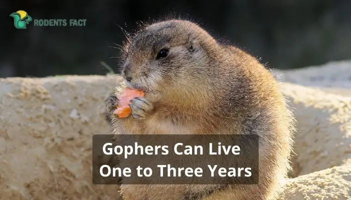 Gophers Can Live One to Three Years
