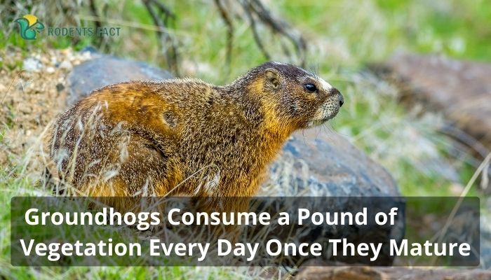 Groundhogs Consume a Pound of Vegetation Every Day Once They Mature