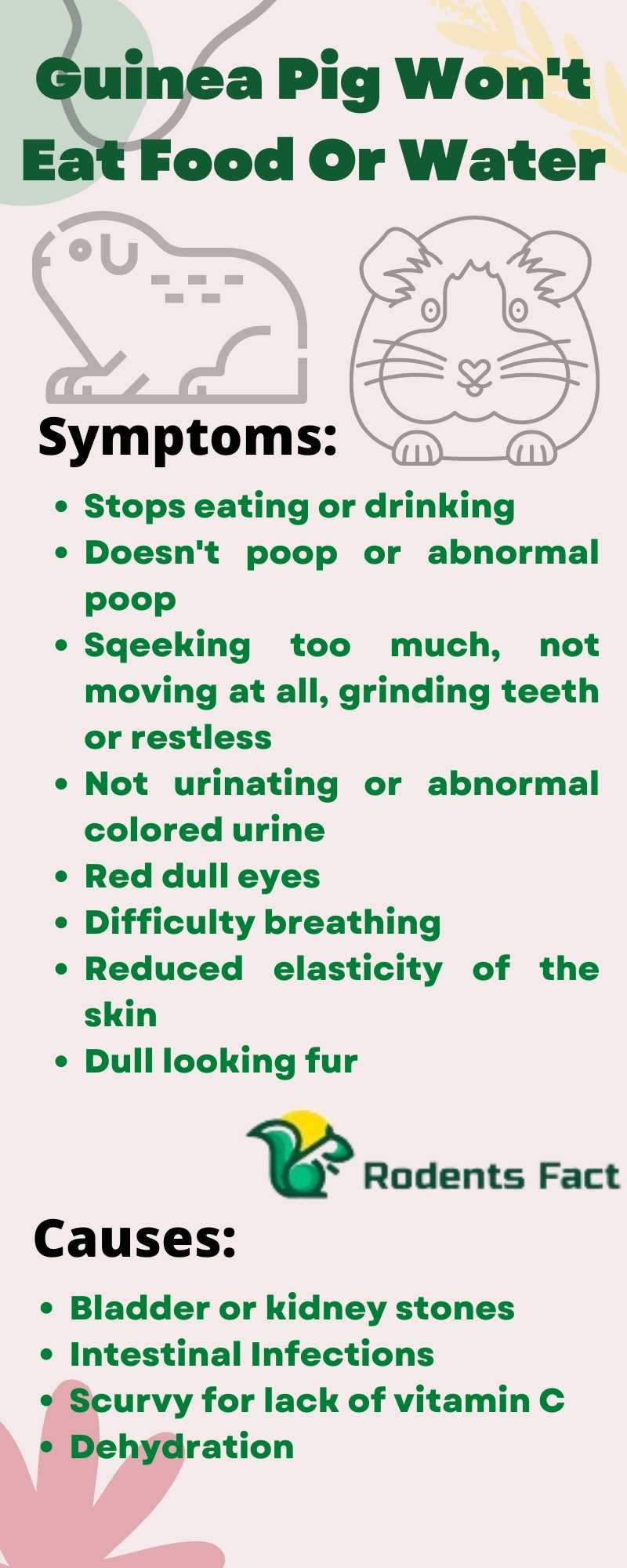 How Long Can A Guinea Pig Go Without Food? Alarming Facts to Know