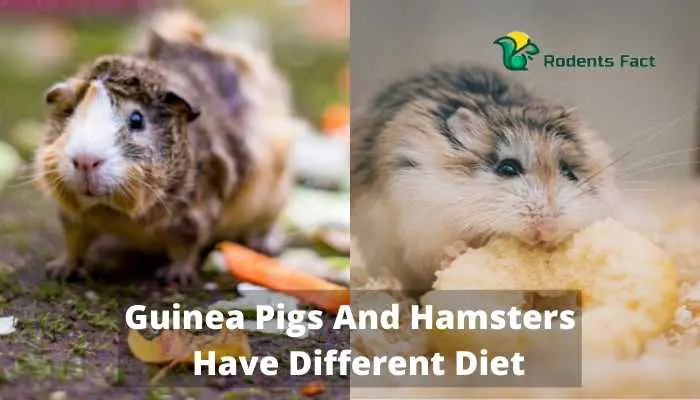 Guinea Pigs And Hamsters Have Different Diet