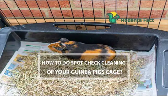 How to Do Spot Check Cleaning of Your Guinea Pigs Cage