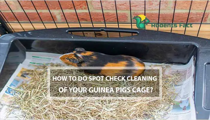 how-do-you-clean-a-guinea-pig-cage-process-and-tips