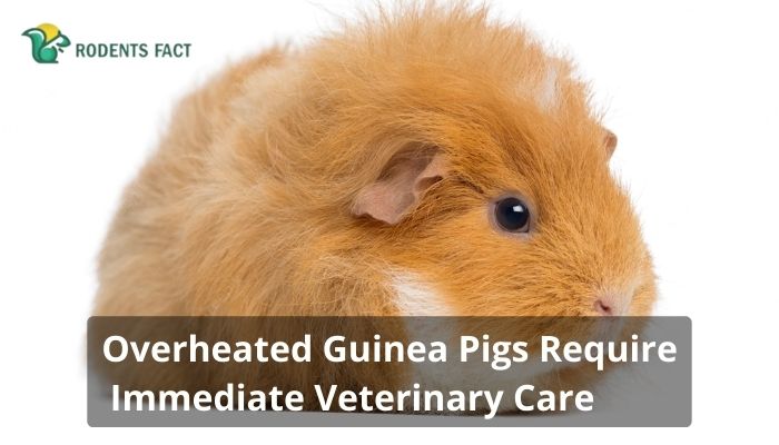Overheated Guinea Pigs Require Immediate Veterinary Care.