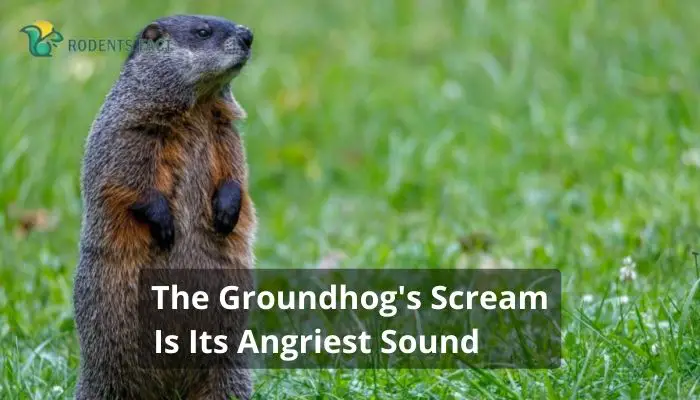  The Groundhog's Scream Is Its Angriest Sound