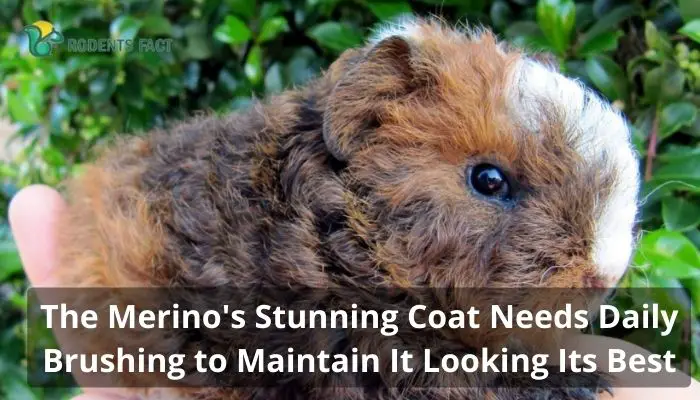 The Merino's Stunning Coat Needs Daily Brushing to Maintain It Looking Its Best