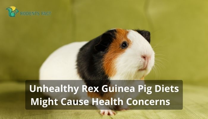  Unhealthy Rex Guinea Pig Diets Might Cause Health Concerns