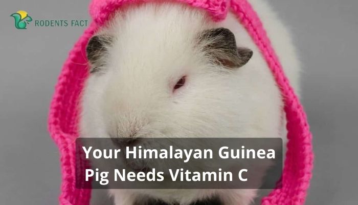 Your Himalayan Guinea Pig Needs Vitamin C