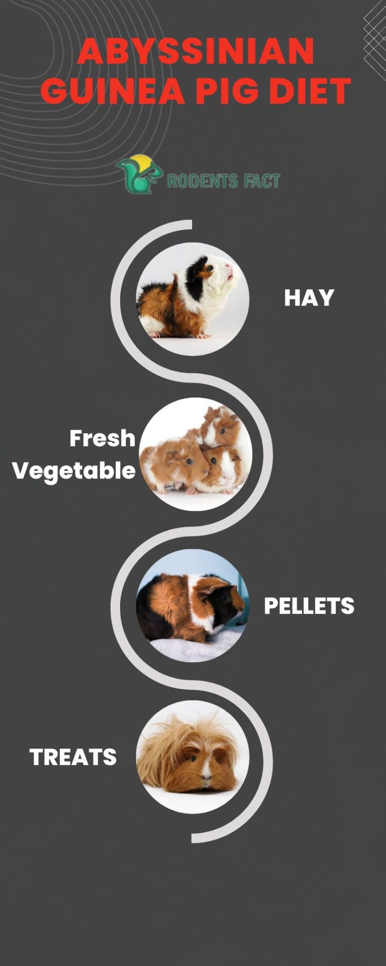 Abyssinian Guinea Pig: Facts, Personality, Diet, Health Issues - High-Protein Hay For Guinea Pigs Diet