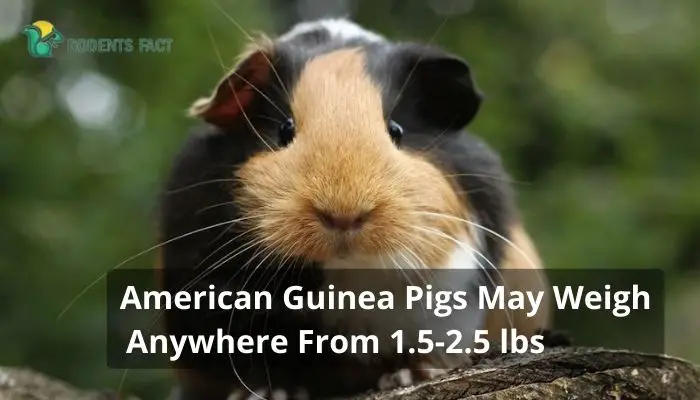  American Guinea Pigs May Weigh Anywhere From 1.5-2.5 lbs