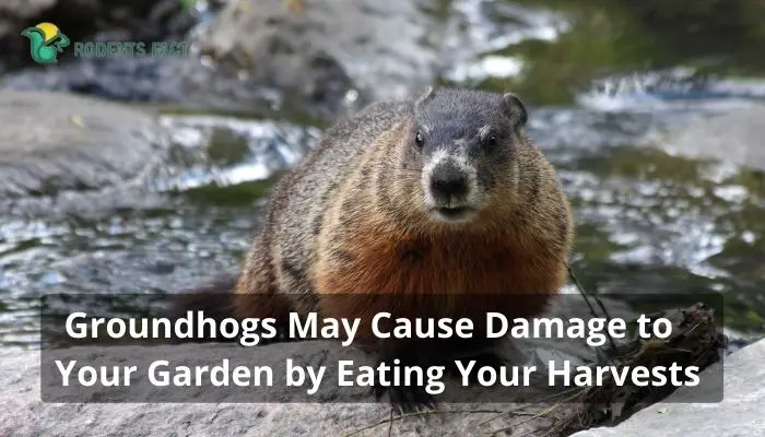 Groundhogs May Cause Damage to Your Garden by Eating Your Harvests