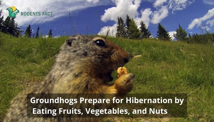  Groundhogs Prepare for Hibernation by Eating Fruits, Vegetables, and Nuts