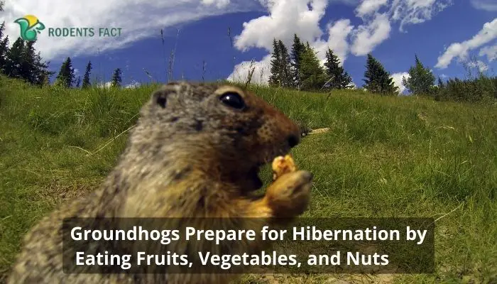  Groundhogs Prepare for Hibernation by Eating Fruits, Vegetables, and Nuts