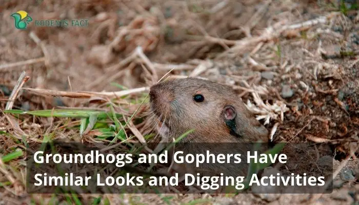 Groundhogs and Gophers Have Similar Looks and Digging Activities