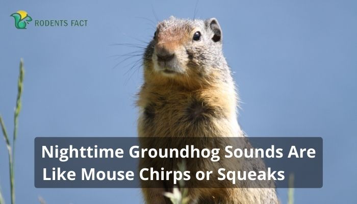 Nighttime Groundhog Sounds Are Like Mouse Chirps or Squeaks