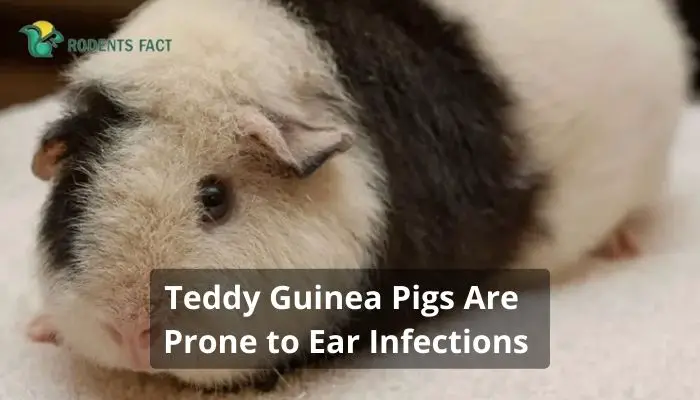 Teddy Guinea Pigs Are Prone to Ear Infections