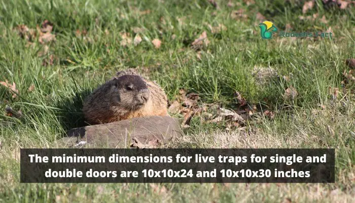 The minimum dimensions for live traps for single and double doors are 10x10x24 and 10x10x30 inches.