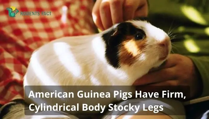 American Guinea Pigs Have Firm, Cylindrical Body Stocky Legs