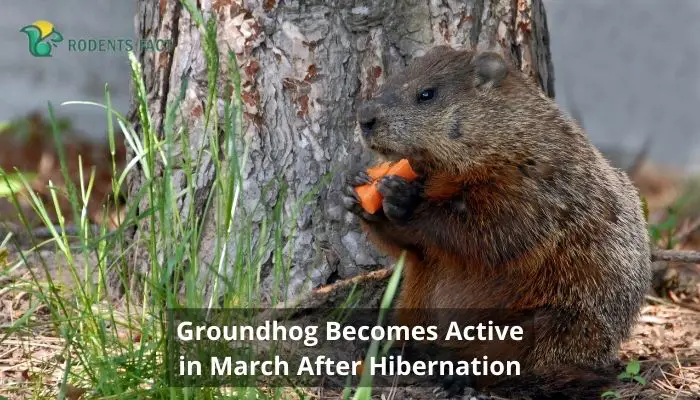 Groundhog Becomes Active in March After Hibernation