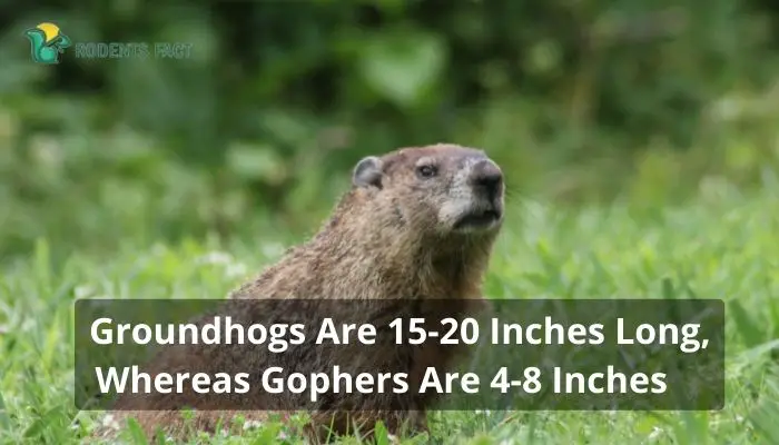 Groundhogs Are 15-20 Inches Long, Whereas Gophers Are 4-8 Inches