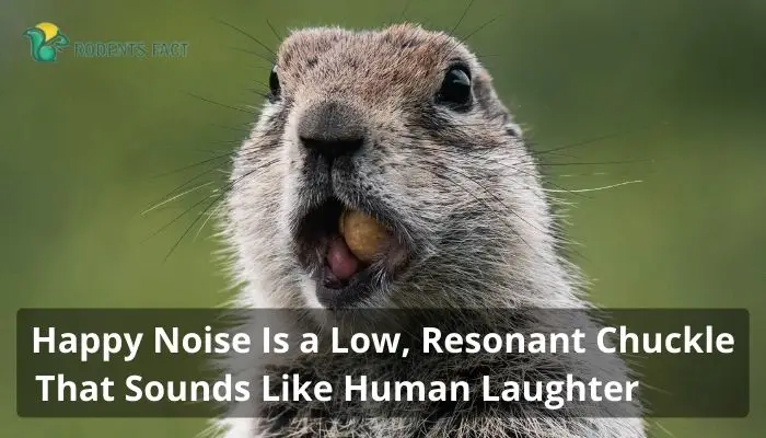 Happy Noise Is a Low, Resonant Chuckle That Sounds Like Human Laughter