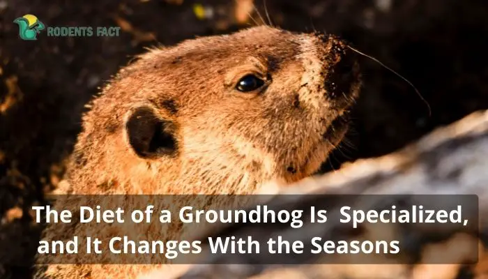 The Diet of a Groundhog Is Specialized, and It Changes With the Seasons