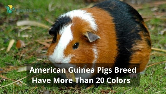American Guinea Pigs Breed Have More Than 20 Colors