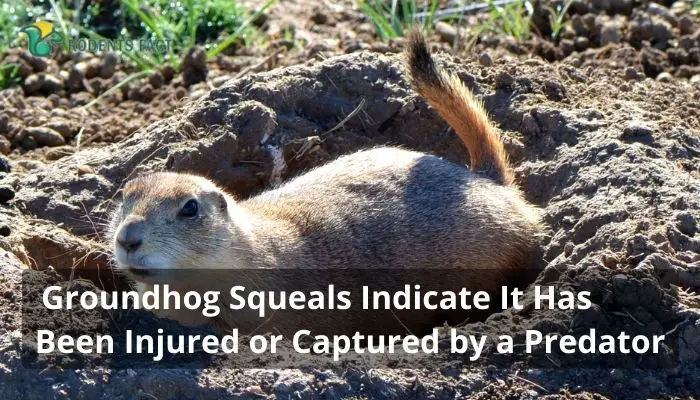 Groundhog Squeals Indicate It Has Been Injured or Captured by a Predator