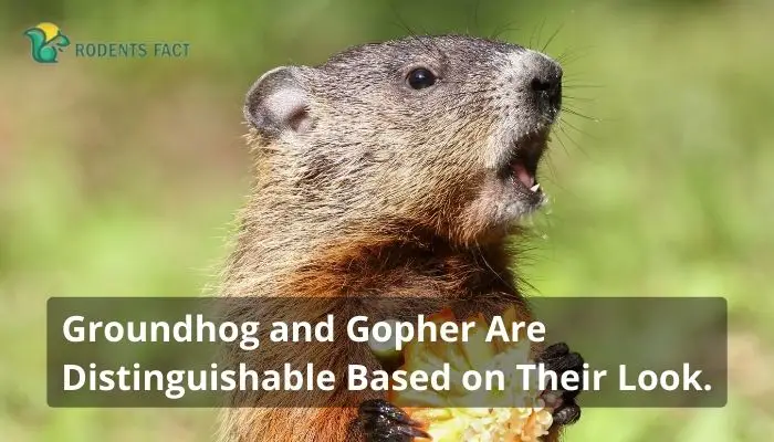 Groundhog and Gopher Are Distinguishable Based on Their Look
