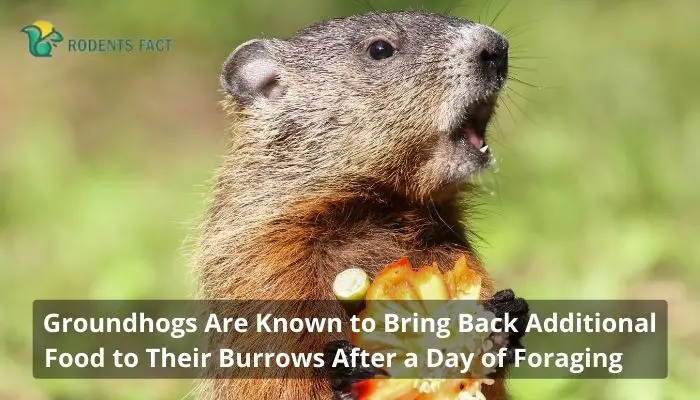 Groundhogs Are Known to Bring Back Additional Food to Their Burrows After a Day of Foraging