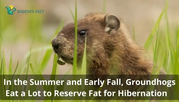 In the Summer and Early Fall, Groundhogs Eat a Lot to Reserve Fat for Hibernation