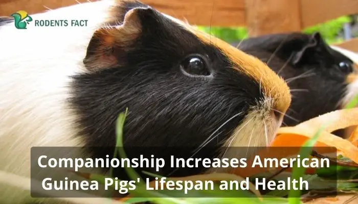 Companionship Increases American Guinea Pigs' Lifespan and Health