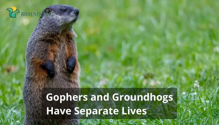 Gophers and Groundhogs Have Separate Lives
