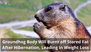 How Much Do Groundhogs Weigh? | Facts on Size, Weight, and Diet