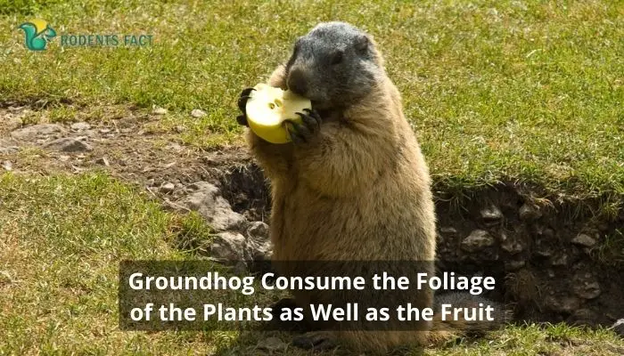 Groundhog Consume the Foliage of the Plants as Well as the Fruit