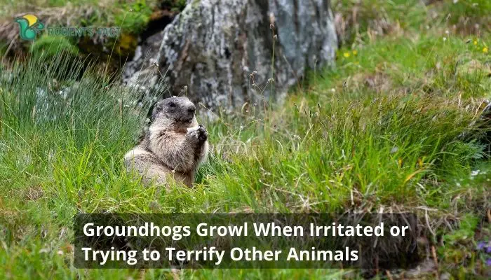 Groundhogs Growl When Irritated or Trying to Terrify Other Animals