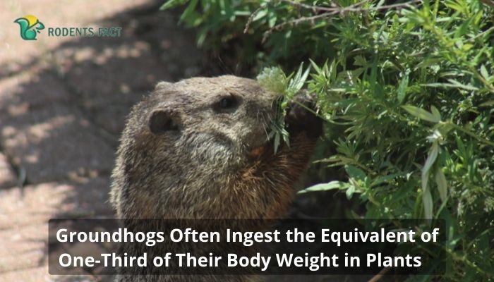 Groundhogs Often Ingest the Equivalent of One-Third of Their Body Weight in Plants
