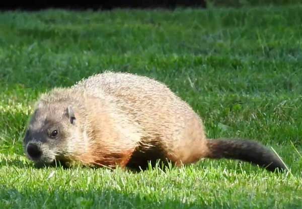 Are marmots groundhogs