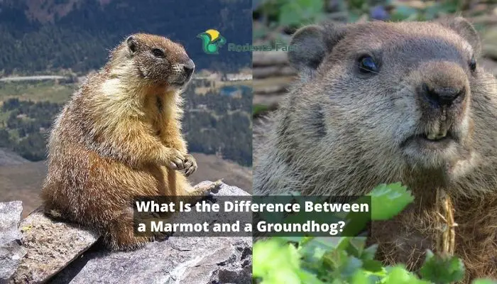 What Is the Difference Between a Marmot and a Groundhog