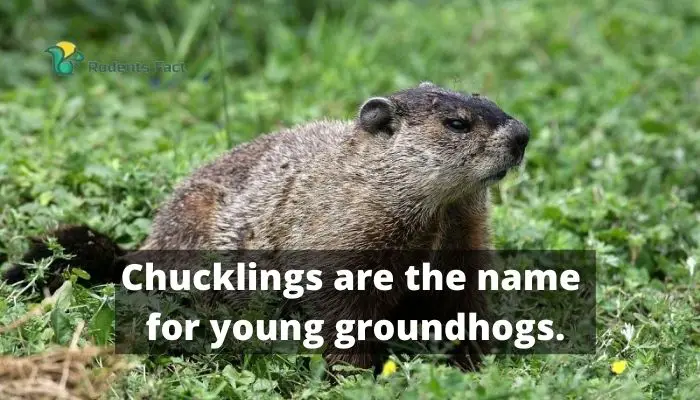 Chuklings are the name for young groundhogs.