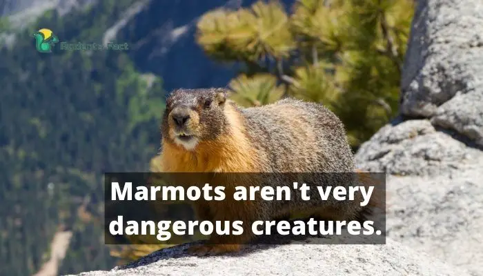 Marmots arent very dangerous creatures.