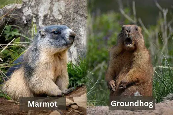 How to identify if it is a marmot or groundhog