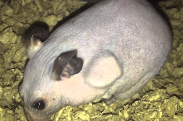 Benefits of Owning a Hairless Hamster