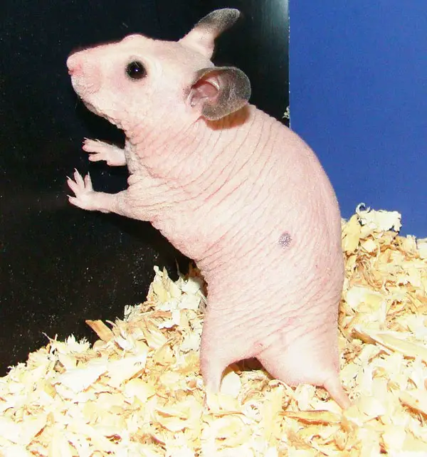 Benefits of Owning a Hairless Hamster